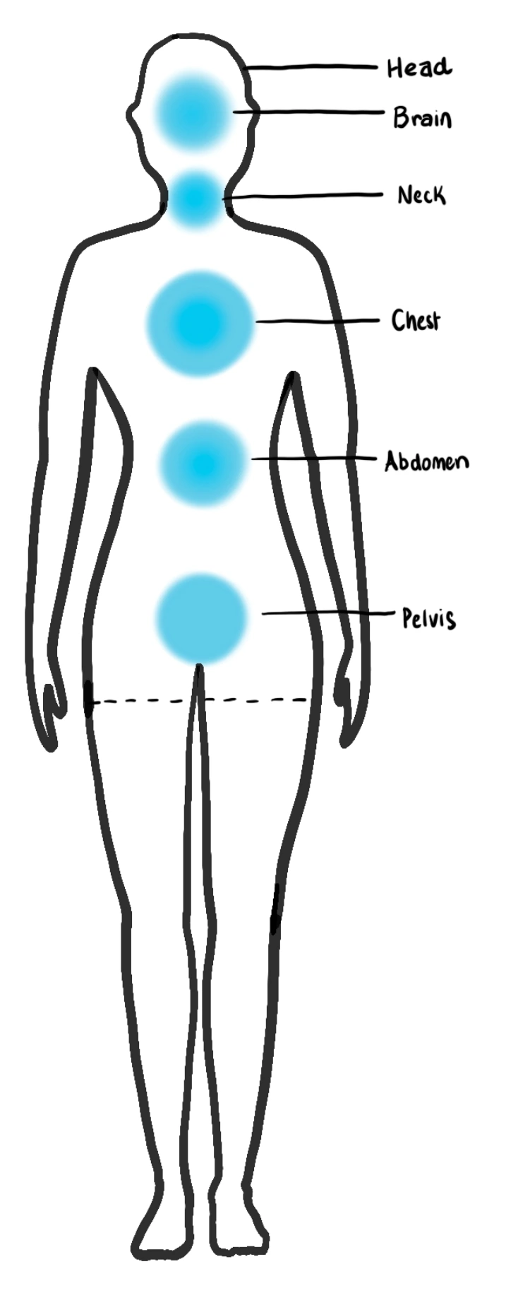 Anatomical regions covered by the TrueScan Focused Scan from brain to pelvis
