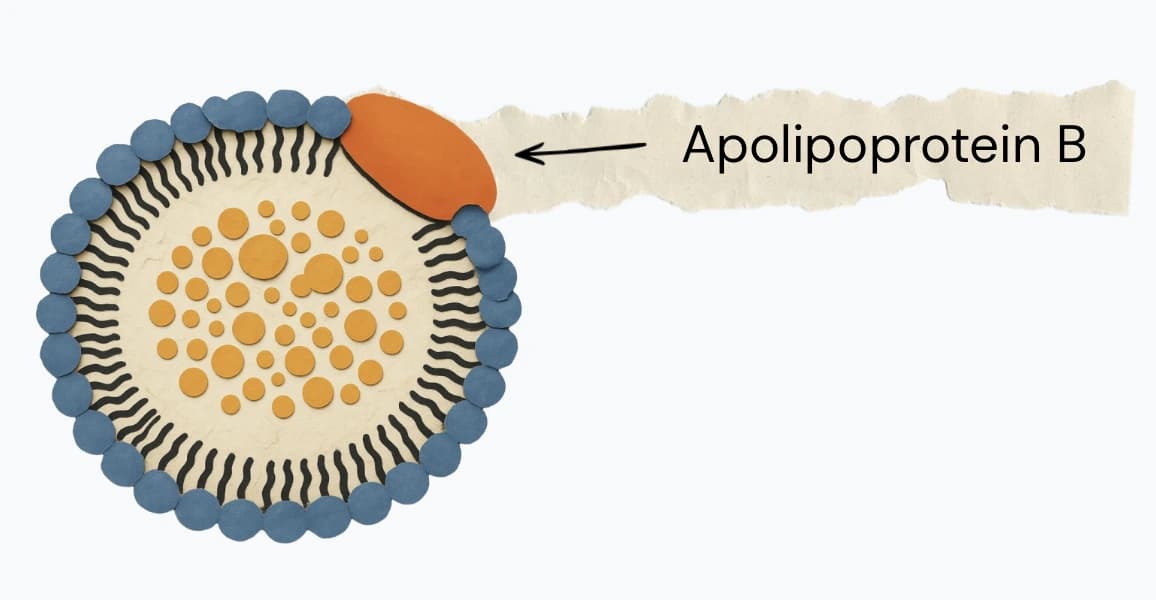 Apolipoprotein B (ApoB) on the surface of a lipoprotein particle
