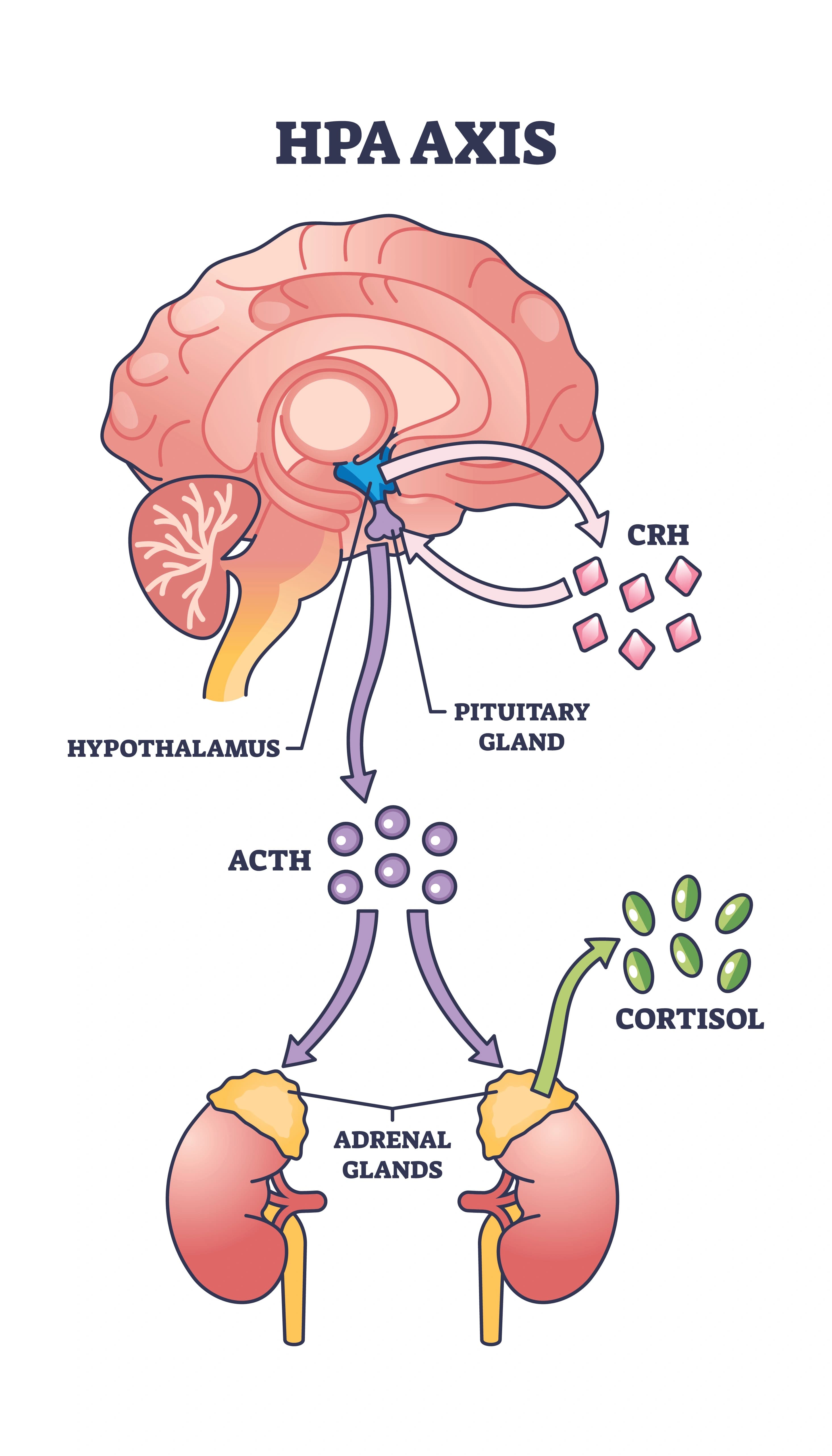 Diagram of the HPA (hypothalamic-pituitary-adrenal) axis